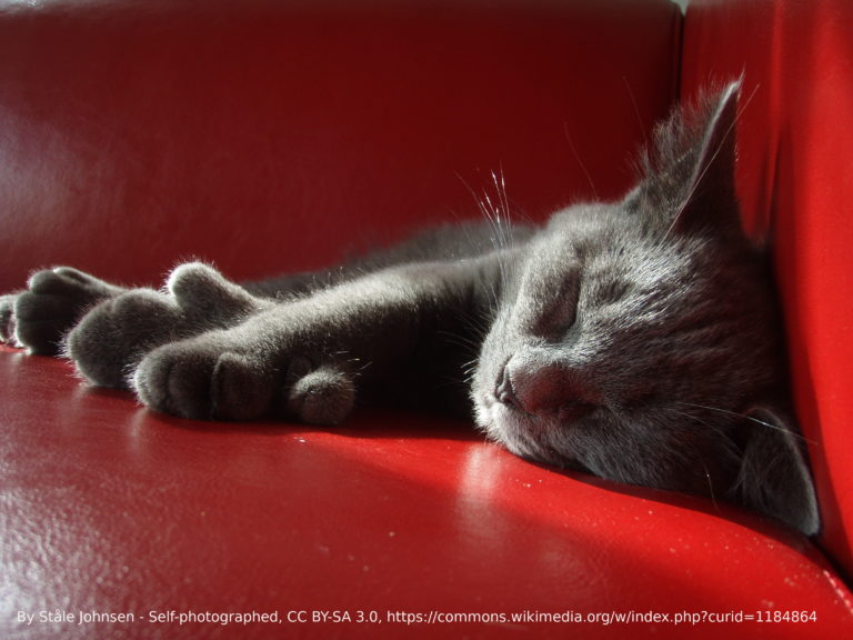 Read more about the article Cats with extra toes