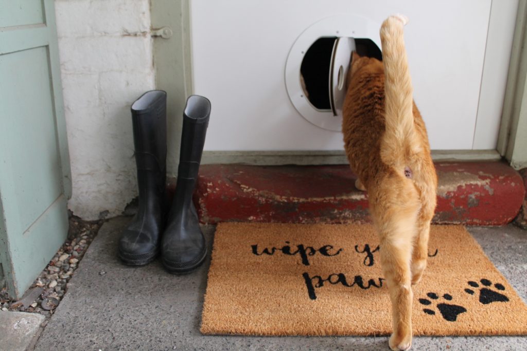 Honey the cat going out through the Petflap