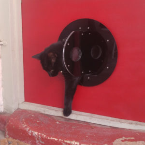Press pack: Black cat through door