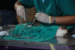 Neutering a cat