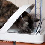Microchipping 