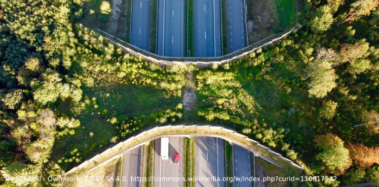 Read more about the article Wildlife Crossings
