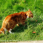 cats in residence