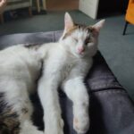 cat cooling mats